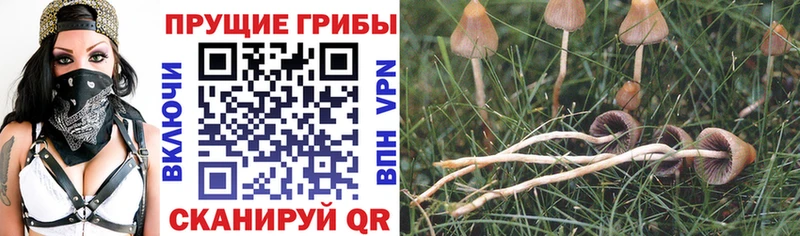 Купить где Зеленоградск Галлюциногенные грибы ЛСД